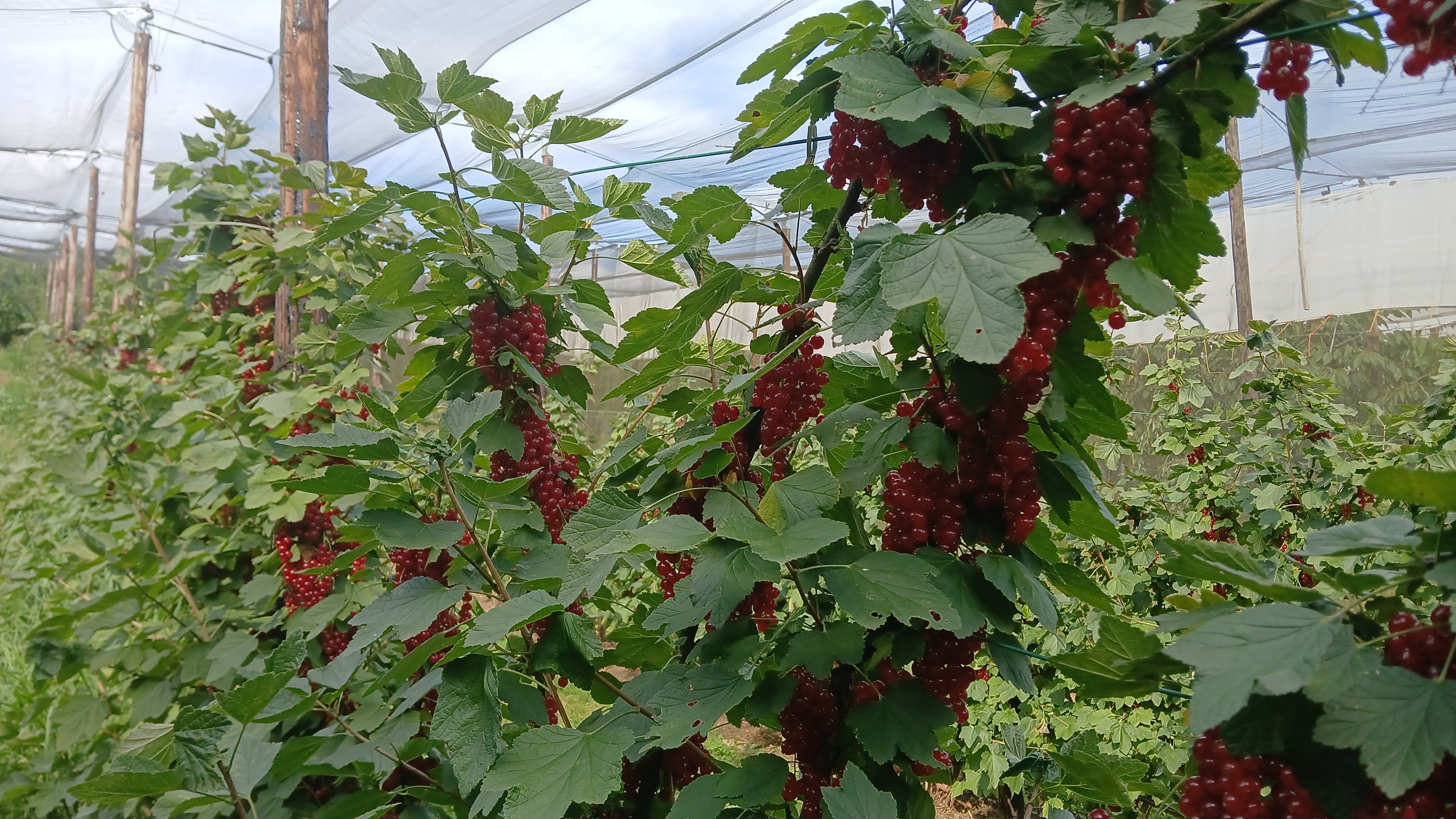 Johannisbeeren